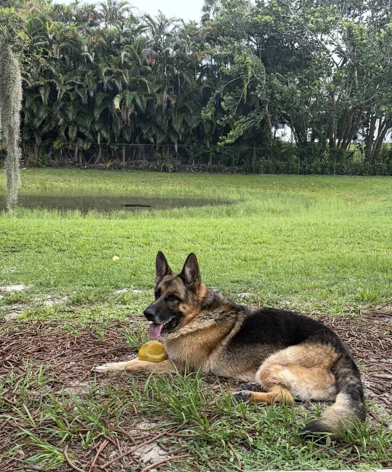 Koda image 2