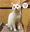 adoptable Cat in delran, NJ named Spazz