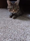 Scruffy - Photo 3