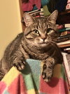Scruffy - Photo 2