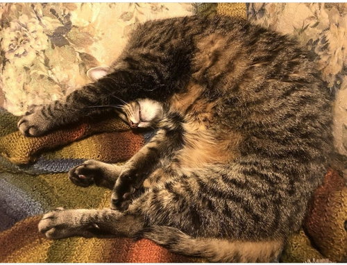 SCRUFFY - Tabby available for adoption