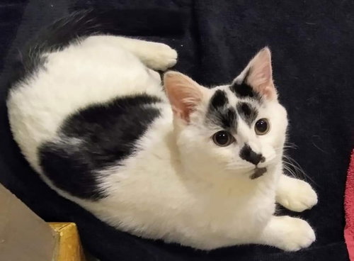picture of the cat needing adoption
