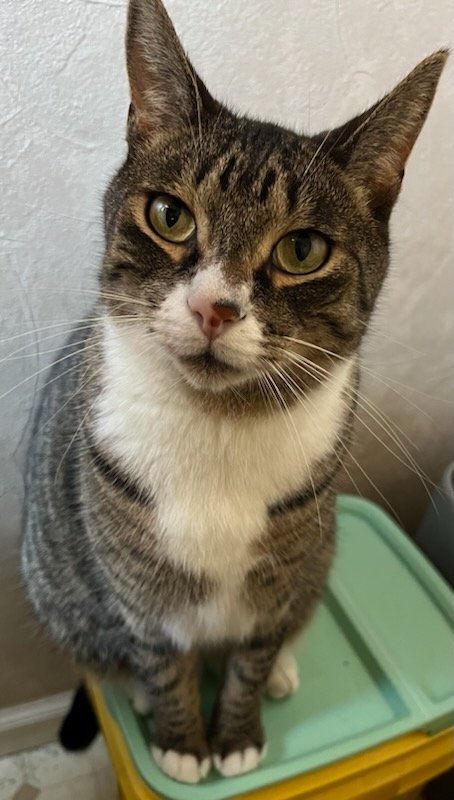adoptable Cat in Delran, NJ named Prince Leo