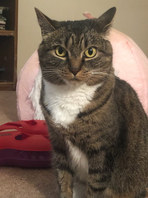 LUNA - Domestic Short Hair available for adoption
