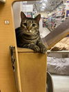 adoptable Cat in Delran, NJ named Hailey