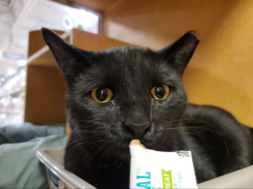 BAM BAM - Domestic Short Hair available for adoption