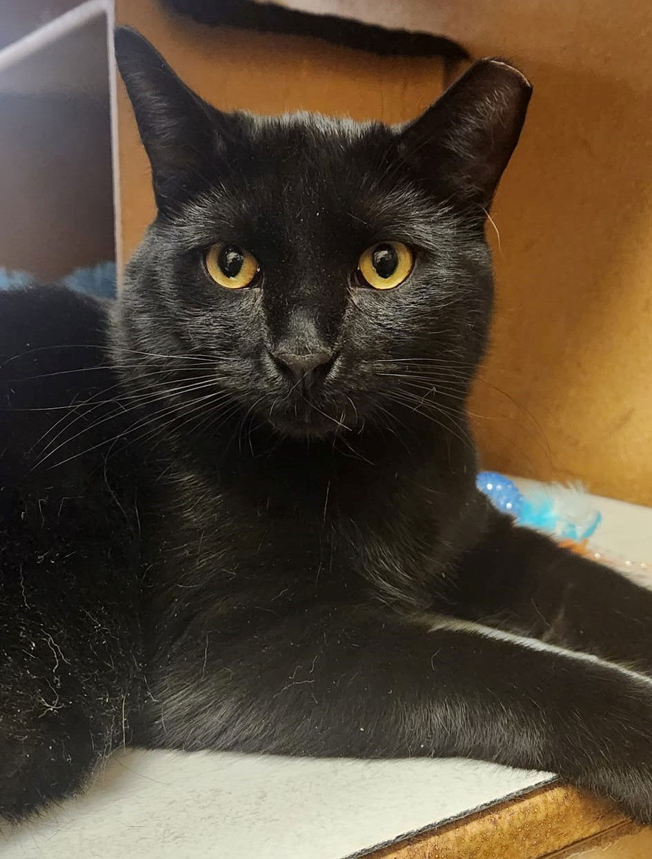 adoptable Cat in Delran, NJ named Bam Bam