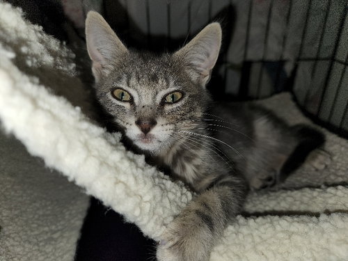 Photo 6 of Bullet
