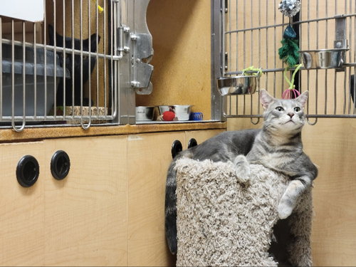 BULLET - Domestic Short Hair available for adoption