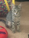 Bandit - Photo 3