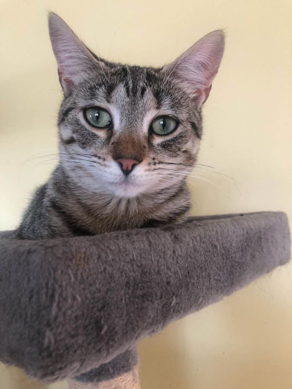 adoptable Cat in Delran, NJ named Bandit