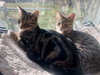 Bandit - Photo 2