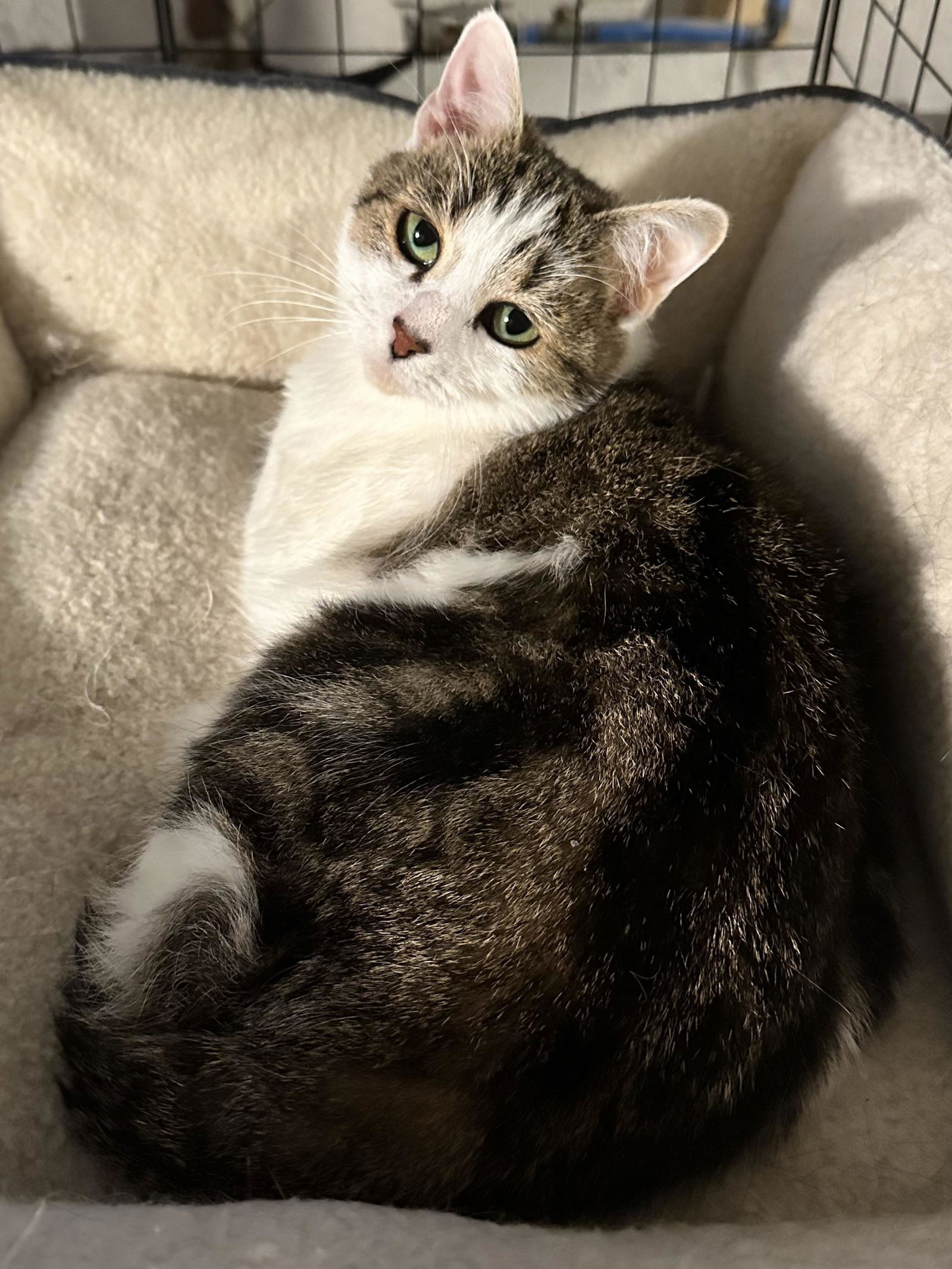 adoptable Cat in Delran, NJ named Phoebe