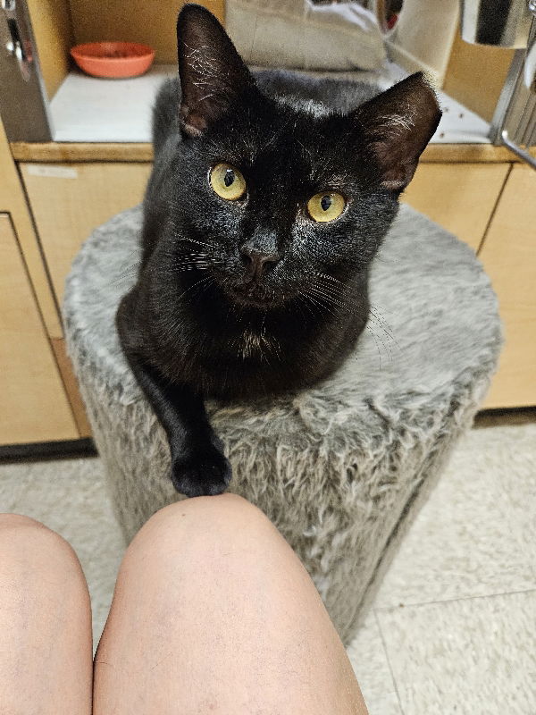 adoptable Cat in Delran, NJ named Layla