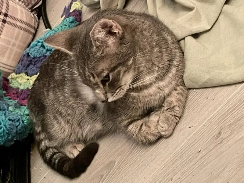 Puss In Boots - Domestic Short Hair