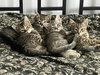 Puss in Boots - Photo 2