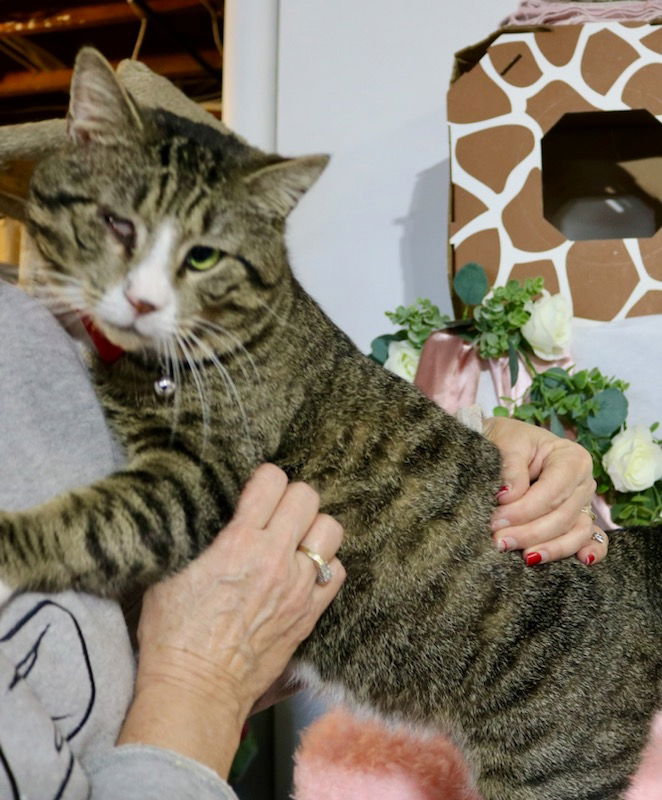 adoptable Cat in Delran, NJ named Big Ben