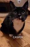 adoptable Cat in Delran, NJ named Casper