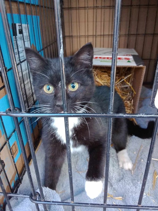 adoptable Cat in Delran, NJ named Buttons Tuxedo