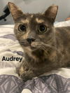 adoptable Cat in Delran, NJ named Audrey Calico