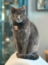 adoptable Cat in Delran, NJ named Chiffon