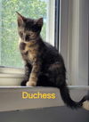 adoptable Cat in Delran, NJ named Duchess