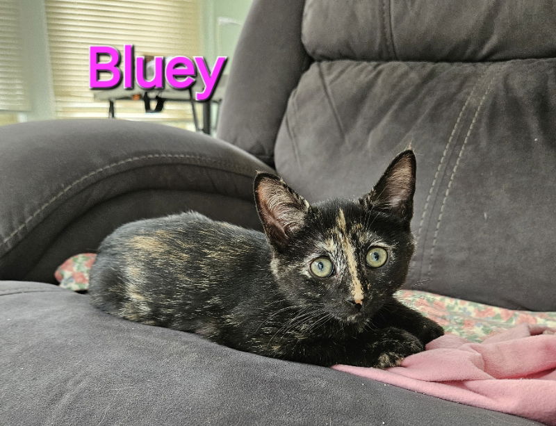 adoptable Cat in Delran, NJ named Bluey Girl