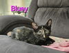 adoptable Cat in  named Bluey Girl