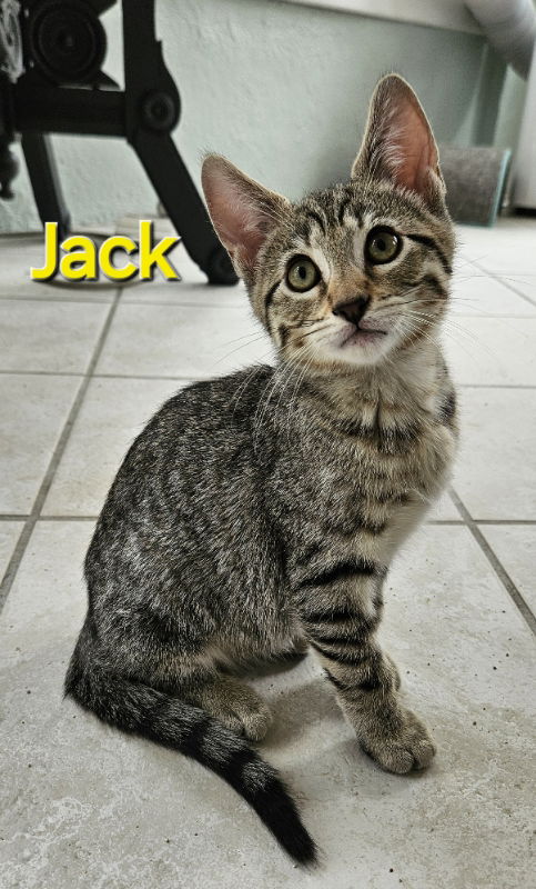 adoptable Cat in Delran, NJ named Jack