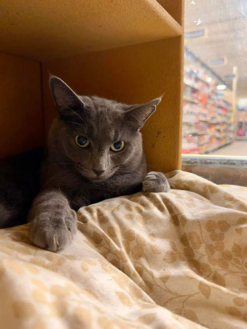 picture of the cat needing adoption