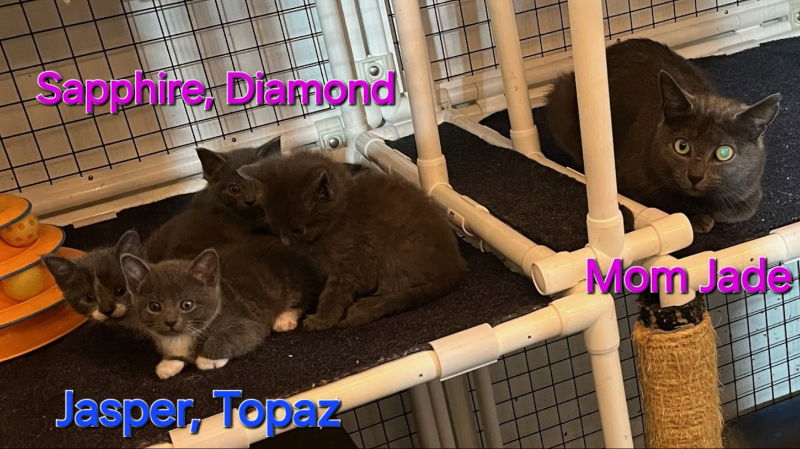 adoptable Cat in Delran, NJ named Topaz