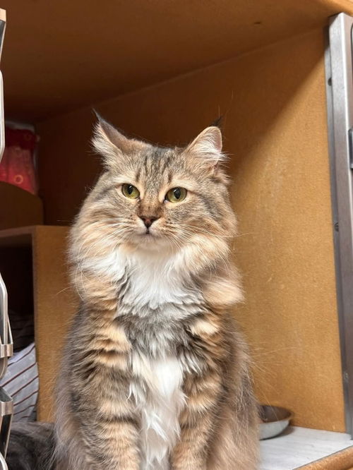 picture of the cat needing adoption