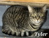 adoptable Cat in delran, NJ named Tyler