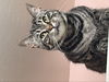 adoptable Cat in delran, NJ named Wanda
