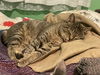 adoptable Cat in delran, NJ named Jeffrey