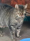 adoptable Cat in Delran, NJ named Ace