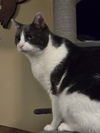 adoptable Cat in delran, NJ named Stede Bonnet