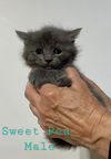 adoptable Cat in delran, NJ named Sweet Pea