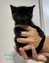 adoptable Cat in Delran, NJ named Brutus