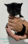 adoptable Cat in delran, NJ named Popeye