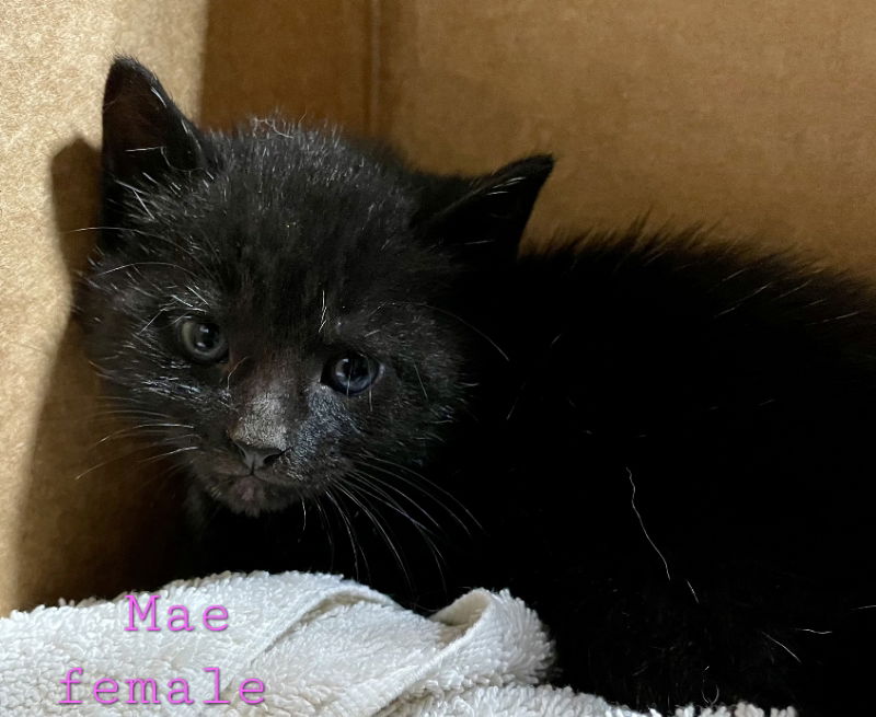 adoptable Cat in Delran, NJ named Mae
