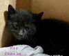 adoptable Cat in delran, NJ named Mae