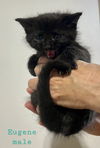 adoptable Cat in delran, NJ named Eugene