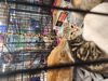 adoptable Cat in Delran, NJ named Snickers/Reese