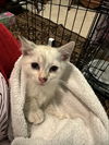 adoptable Cat in Delran, NJ named Pearl