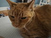 Harry - Photo 2