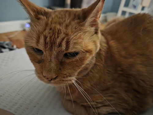 HARRY - Domestic Short Hair available for adoption
