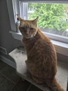 adoptable Cat in delran, NJ named Harry