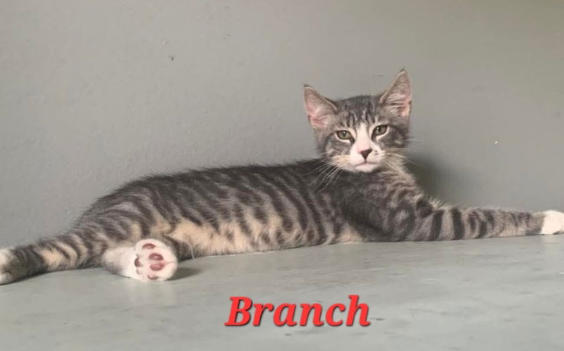 adoptable Cat in Delran, NJ named Branch