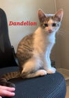 adoptable Cat in delran, NJ named Dandelion